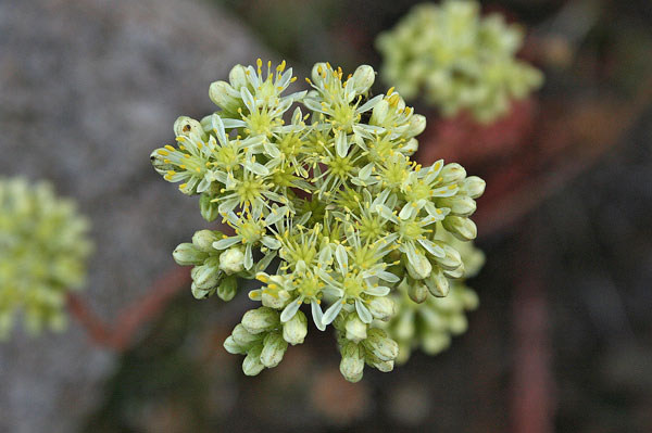 Petrosedum sediforme, Borracina di Nizza