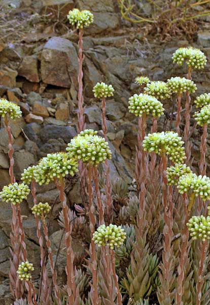 Petrosedum sediforme, Borracina di Nizza