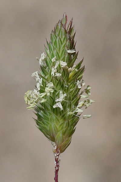 Phalaris minor, Scagliola minore, Alba trigale, Arabatu, Coa de gattu, Coiattu mascu, Erba cuaddara, Scagliora