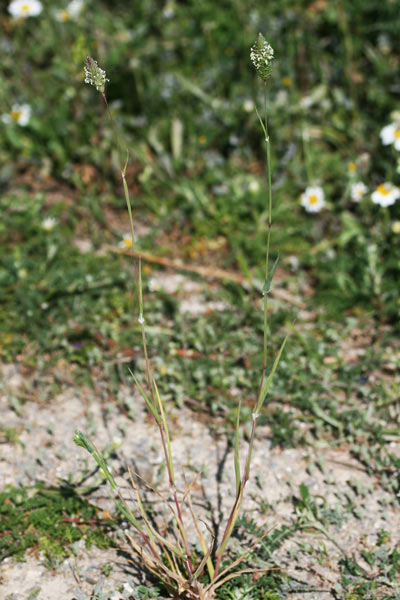 Phalaris minor, Scagliola minore, Alba trigale, Arabatu, Coa de gattu, Coiattu mascu, Erba cuaddara, Scagliora