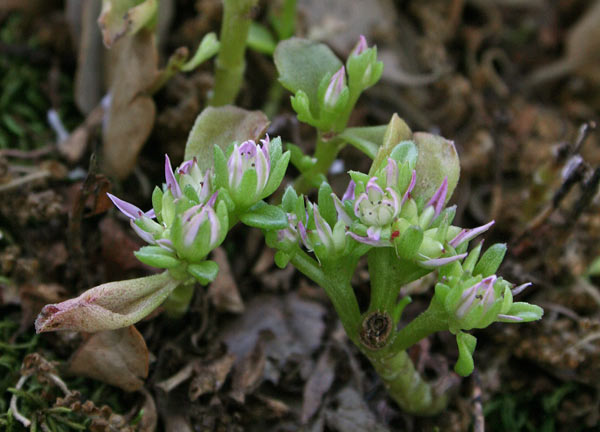 Phedimus stellatus, Borracina spinosa, Sedo spinoso, Erbixedda grassa