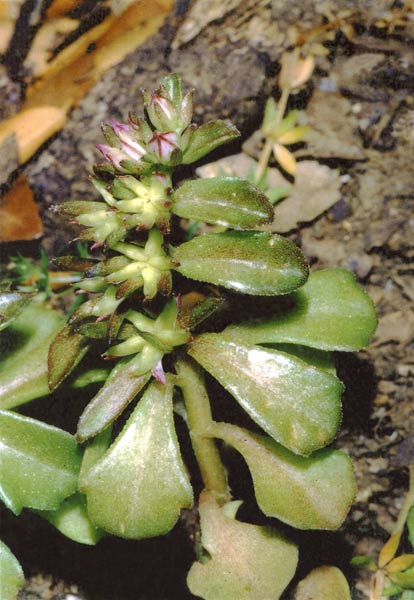 Phedimus stellatus, Borracina spinosa, Sedo spinoso, Erbixedda grassa