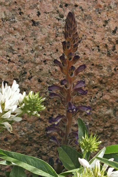 Phelipanche lavandulacea, Succiamele della Psoralea, Lillu de matta