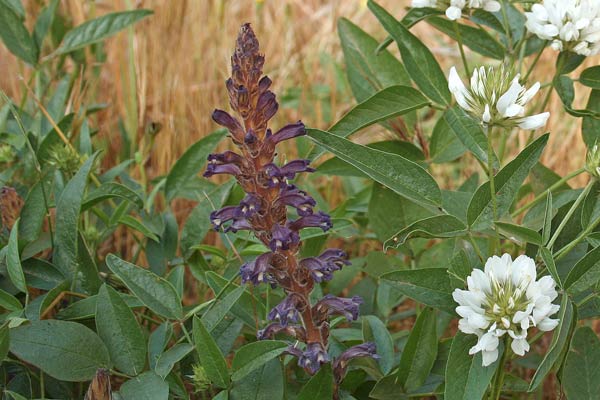 Phelipanche lavandulacea, Succiamele della Psoralea, Lillu de matta