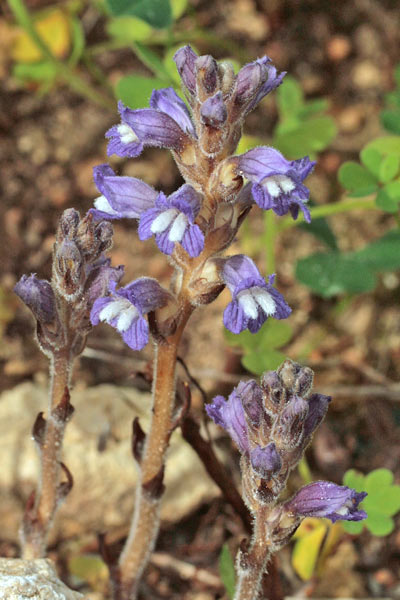 Phelipanche nana, Orobanche nana, Succiamele nana, Lillu de matta