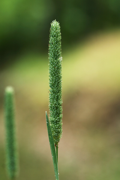 Phleum pratense, Coda di topo, Codolina comune, Coa de topi, Coda di razzu