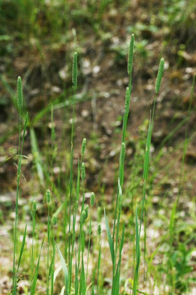 Phleum pratense, Coda di topo, Codolina comune, Coa de topi, Coda di razzu