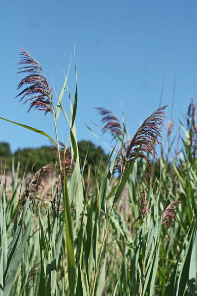 Phragmites australis subsp. australis, Canna da spazzole, Canna di palude, Cannuccia di palude, Avenarzu, Canna abrina, Canna areste, Canna burda, Canna giuspina, Cannisone, Canniso(n)i, Cannittu, Cannixoni, Cannuccia, Carta di senna