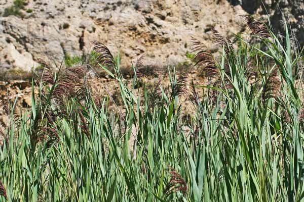 Phragmites australis subsp. australis, Canna da spazzole, Canna di palude, Cannuccia di palude, Avenarzu, Canna abrina, Canna areste, Canna burda, Canna giuspina, Cannisone, Canniso(n)i, Cannittu, Cannixoni, Cannuccia, Carta di senna