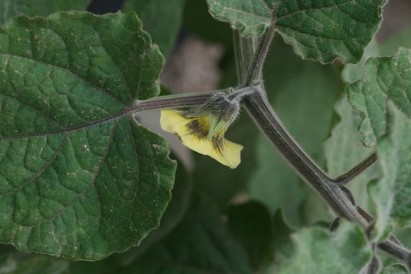 Physalis peruviana, Alchechengi del Perù