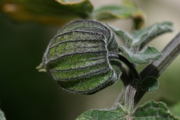 Physalis peruviana, Alchechengi del Perù