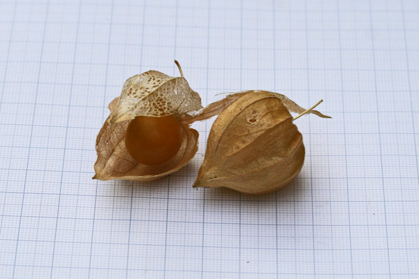 Physalis peruviana, Alchechengi del Perù