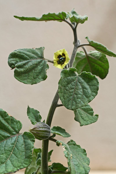 Physalis peruviana, Alchechengi del Perù