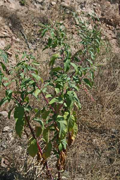 Phytolacca americana, Amaranto, Cremesina uva-turca, Sanguinella, Uva d'America, Axina de margiani, Grana, Granadilla, Pibireddu