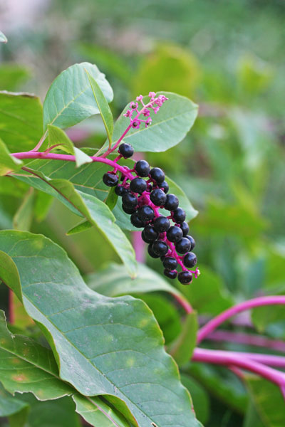 Phytolacca americana, Amaranto, Cremesina uva-turca, Sanguinella, Uva d'America, Axina de margiani, Grana, Granadilla, Pibireddu