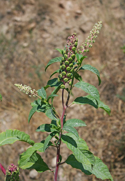 Phytolacca americana, Amaranto, Cremesina uva-turca, Sanguinella, Uva d'America, Axina de margiani, Grana, Granadilla, Pibireddu