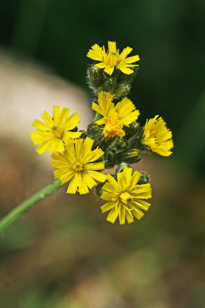 Pilosella ziziana, Pelosella ziziana