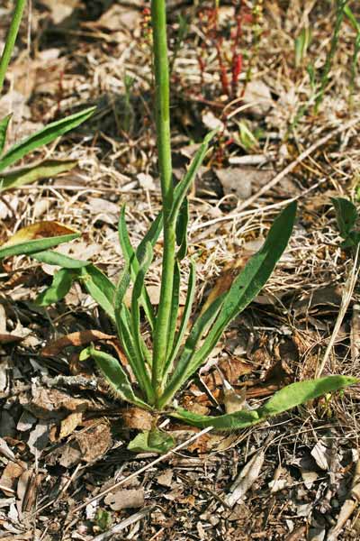 Pilosella ziziana, Pelosella ziziana