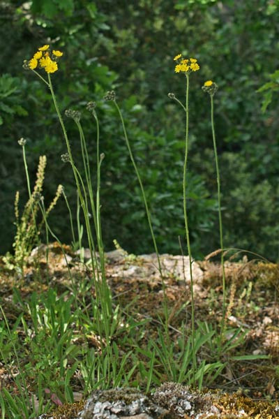 Pilosella ziziana, Pelosella ziziana