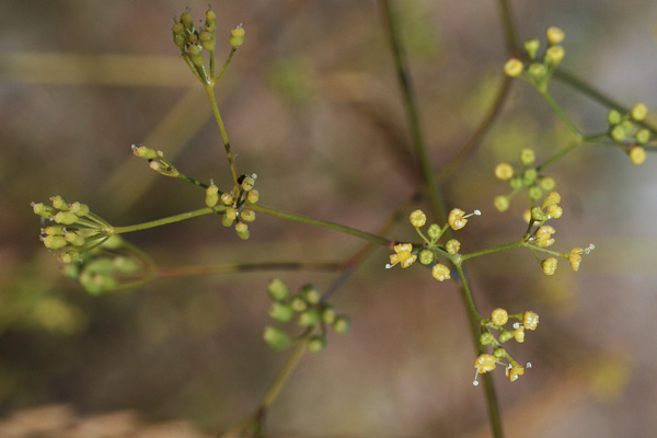 Pimpinella lutea, Tragoselino giallo