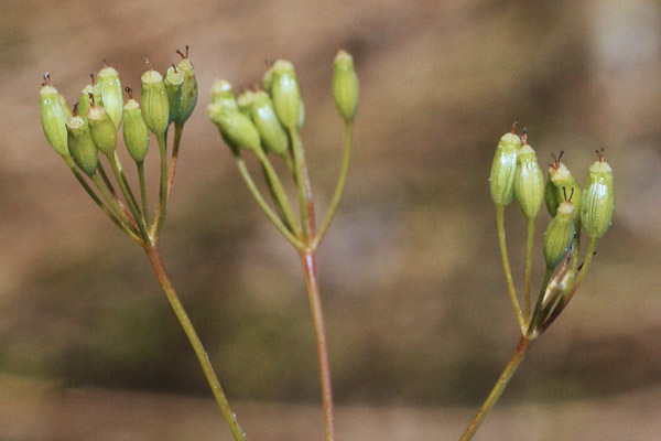 Pimpinella lutea, Tragoselino giallo