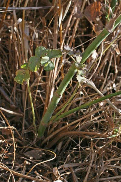 Pimpinella lutea, Tragoselino giallo