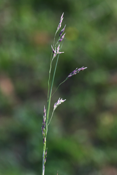 Piptatherum coerulescens, Miglio azzurrino, Miglio turchiniccio, Scagliola nera