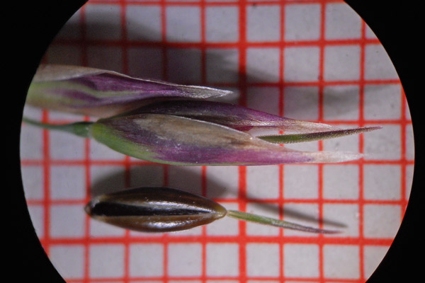 Piptatherum coerulescens, Miglio azzurrino, Miglio turchiniccio, Scagliola nera