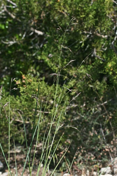Piptatherum coerulescens, Miglio azzurrino, Miglio turchiniccio, Scagliola nera