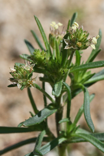 Plantago afra, Piantaggine pulicaria