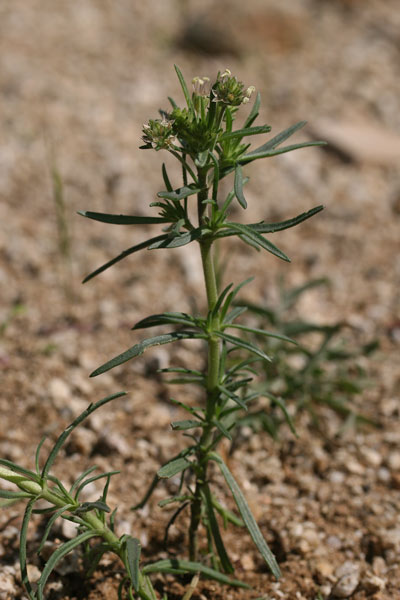 Plantago afra, Piantaggine pulicaria