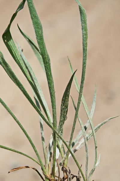 Plantago albicans, Piantaggine biancastra, Erba de enasa, Nerviada