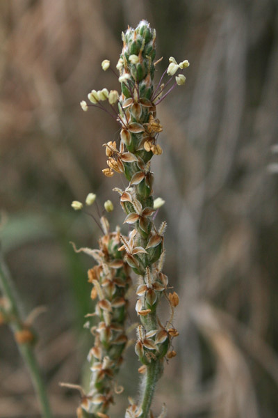 Plantago albicans, Piantaggine biancastra, Erba de enasa, Nerviada