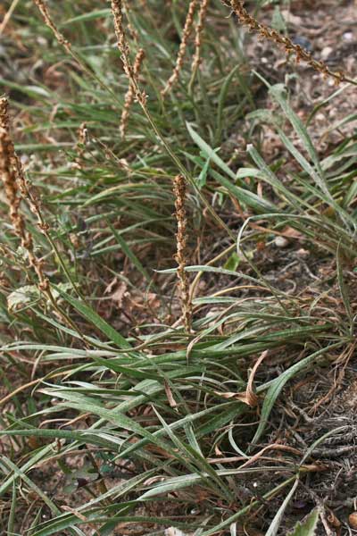 Plantago albicans, Piantaggine biancastra, Erba de enasa, Nerviada