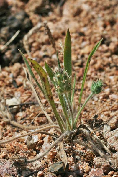 Plantago bellardii, Piantaggine di Bellardi, Erba de enasa, Erva de tagliu, Nerviada, Nirviada