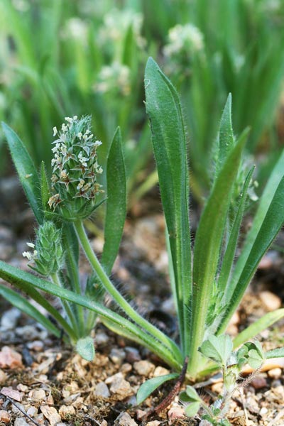 Plantago bellardii, Piantaggine di Bellardi, Erba de enasa, Erva de tagliu, Nerviada, Nirviada