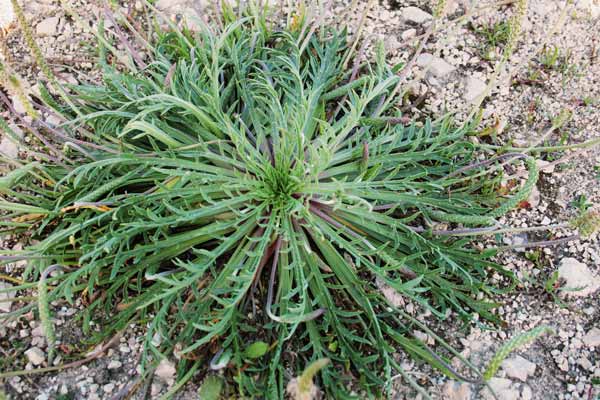 Plantago coronopus, Piantaggine piede di corvo, Barba di cappuccino, Barba di cappuccio, Coronopo, Erba saetta, Erba stella, Piantaggine barbatella, Erba stella, E. sterria