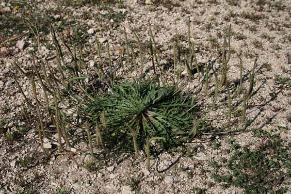 Plantago coronopus, Piantaggine piede di corvo, Barba di cappuccino, Barba di cappuccio, Coronopo, Erba saetta, Erba stella, Piantaggine barbatella, Erba stella, E. sterria