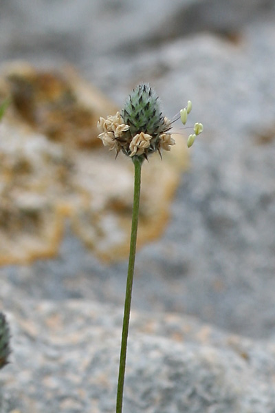 Plantago lagopus, Piantaggine piede di lepre, Erba de enasa, Erva de tagliu, Nerviada, Nirviada