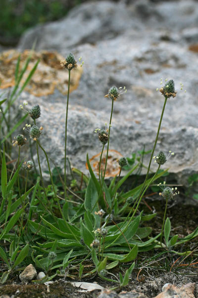 Plantago lagopus, Piantaggine piede di lepre, Erba de enasa, Erva de tagliu, Nerviada, Nirviada