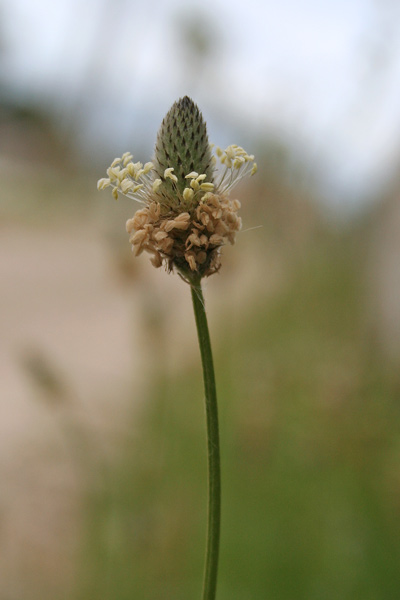 Plantago lanceolata, Cinquenervi, Mestolaccio, Piantaggine femmina, Lingua de cani, Origa de lepuri