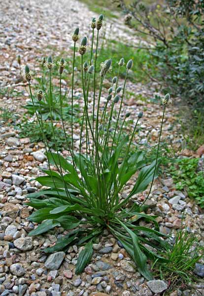 Plantago lanceolata, Cinquenervi, Mestolaccio, Piantaggine femmina, Lingua de cani, Origa de lepuri