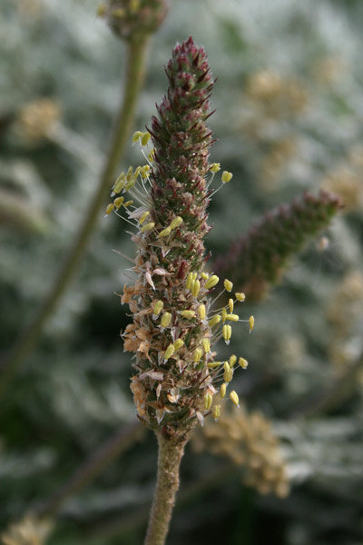Plantago macrorhiza, Piantaggine a radice grossa, Erba de enasa, Erva de tagliu, Nerviada, Nirviada