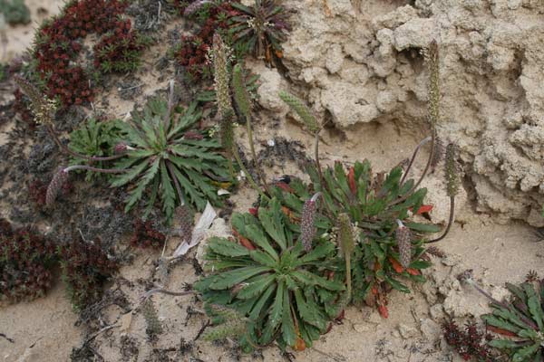 Plantago macrorhiza, Piantaggine a radice grossa, Erba de enasa, Erva de tagliu, Nerviada, Nirviada