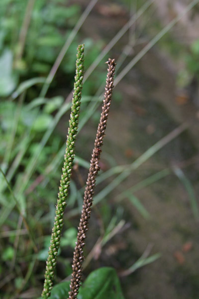 Plantago major, Centonervi, Cinquenervia, Petacciola, Piantagine, Piantaggine maggiore, Cincu venas, Cincus enas, Cua de ratta, Erba de cincu filus, Erba de cincu venas, Nerbiassu, Nerviadile, Niviada, Origa 'e craba, Origa de procu, Prantaxia, Prantaxiu