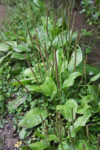 Plantago major, Centonervi, Cinquenervia, Petacciola, Piantagine, Piantaggine maggiore, Cincu venas, Cincus enas, Cua de ratta, Erba de cincu filus, Erba de cincu venas, Nerbiassu, Nerviadile, Niviada, Origa 'e craba, Origa de procu, Prantaxia, Prantaxiu