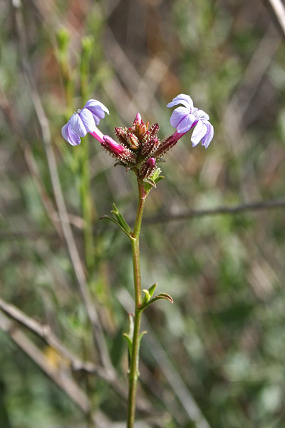 Plumbago europaea, Carpinella, Piombaggine, Erba de arrungia, E. de cirras, E. de dentis, E. de rungia, Ispeliu, Ispellu, Isteli