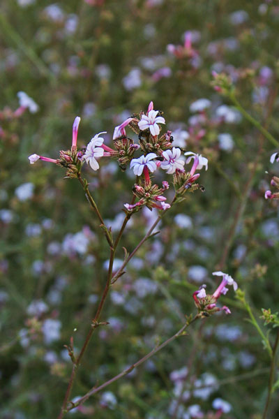 Plumbago europaea, Carpinella, Piombaggine, Erba de arrungia, E. de cirras, E. de dentis, E. de rungia, Ispeliu, Ispellu, Isteli