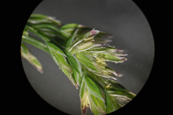 Poa annua, Fienarola annuale