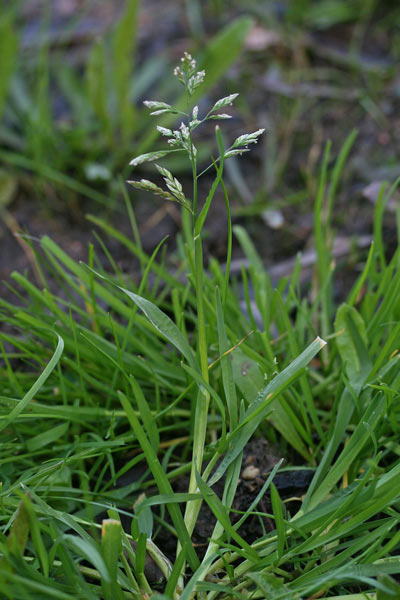 Poa annua, Fienarola annuale